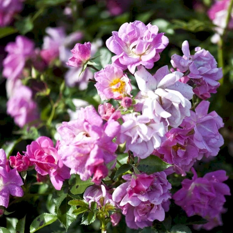 'Supreme Cover'® Rosa X 'Supreme Cover'® (Bunddækkerose) A-Kvalitet,- Barrods Roser Min. 3 Grene 5 'Supreme Cover'® Rosa X 'Supreme Cover'® (Bunddækkerose) A-Kvalitet,- Barrods Roser Min. 3 Grene - Billede 3