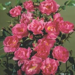 'Supreme Cover'® Rosa X 'Supreme Cover'® (Bunddækkerose) A-Kvalitet,- Barrods Roser Min. 3 Grene 11 'Supreme Cover'® Rosa X 'Supreme Cover'® (Bunddækkerose) A-Kvalitet,- Barrods Roser Min. 3 Grene -Osmoz Naturens Butik p372 52006 rosa x supreme cover bunddaekkerose 45ae