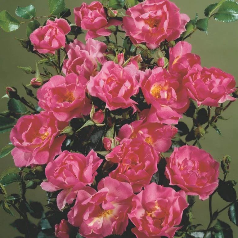 'Supreme Cover'® Rosa X 'Supreme Cover'® (Bunddækkerose) A-Kvalitet,- Barrods Roser Min. 3 Grene 6 'Supreme Cover'® Rosa X 'Supreme Cover'® (Bunddækkerose) A-Kvalitet,- Barrods Roser Min. 3 Grene - Billede 4