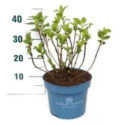 Hortensia Endless Summer - Pink Hydrangea Endless Summer The Original Pink Potte 5,0 Liter,- 25-30 Cm.