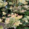 Syrén-Hortensia 'Early Harry' Hydrangea Paniculata 'Early Harry' 5 Liter Potte -Osmoz Naturens Butik p37360 47360 hydrangea paniculata early harry 2299