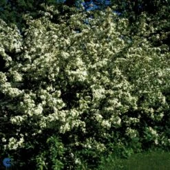 Sargentsæble 'Norðîc® First Choiz®' Malus Sargentii 'Norðîc® First Choiz®' 5 Liter Potte -Osmoz Naturens Butik p37362 47375 malus sargentii nordjic first choiz 5465