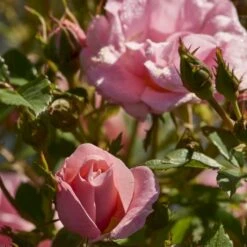 'Sweet Cover'® Rosa X 'Sweet Cover'® (Bunddækkerose) A-Kvalitet,- Barrods Roser Min. 3 Grene -Osmoz Naturens Butik p373 52008 rosa x sweet cover bunddaekkerose 482e