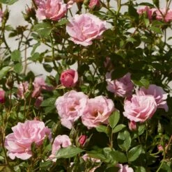 'Sweet Cover'® Rosa X 'Sweet Cover'® (Bunddækkerose) A-Kvalitet,- Barrods Roser Min. 3 Grene -Osmoz Naturens Butik p373 52010 rosa x sweet cover bunddaekkerose 2a81