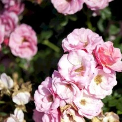 'Sweet Cover'® Rosa X 'Sweet Cover'® (Bunddækkerose) A-Kvalitet,- Barrods Roser Min. 3 Grene -Osmoz Naturens Butik p373 52011 rosa x sweet cover bunddaekkerose dba8