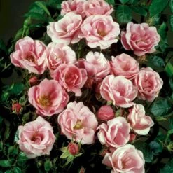 'Sweet Cover'® Rosa X 'Sweet Cover'® (Bunddækkerose) A-Kvalitet,- Barrods Roser Min. 3 Grene -Osmoz Naturens Butik p373 52013 rosa x sweet cover bunddaekkerose 7626