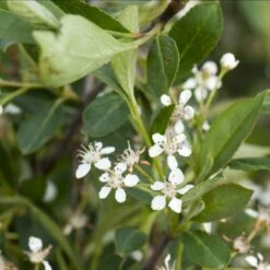 Storfrugtet Surbær 'Nero' Aronia Melanocarpa 'Nero' Potte 2,0 Liter,- Opbundet -Osmoz Naturens Butik p37439 48514 aronia melanocarpa nero ecc1