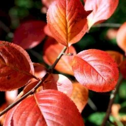 Storfrugtet Surbær 'Nero' Aronia Melanocarpa 'Nero' Potte 2,0 Liter,- Opbundet -Osmoz Naturens Butik p37439 48515 aronia melanocarpa nero 49f2