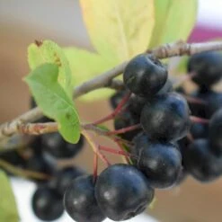 Storfrugtet Surbær 'Nero' Aronia Melanocarpa 'Nero' Potte 2,0 Liter,- Opbundet -Osmoz Naturens Butik p37439 50534 aronia melanocarpa nero 8385
