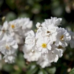 'Tumbling Waters'™ Rosa X 'Tumbling Waters'™ (Bunddækkerose) A-Kvalitet,- Barrods Roser Min. 3 Grene -Osmoz Naturens Butik p374 52015 rosa x tumbling waters bunddaekkerose 5940