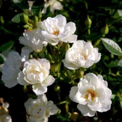 'Tumbling Waters'™ Rosa X 'Tumbling Waters'™ (Bunddækkerose) A-Kvalitet,- Barrods Roser Min. 3 Grene -Osmoz Naturens Butik p374 52016 rosa x tumbling waters bunddaekkerose abcb