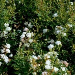 'Tumbling Waters'™ Rosa X 'Tumbling Waters'™ (Bunddækkerose) A-Kvalitet,- Barrods Roser Min. 3 Grene -Osmoz Naturens Butik p374 52017 rosa x tumbling waters bunddaekkerose d7ca
