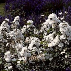 'Tumbling Waters'™ Rosa X 'Tumbling Waters'™ (Bunddækkerose) A-Kvalitet,- Barrods Roser Min. 3 Grene -Osmoz Naturens Butik p374 52018 rosa x tumbling waters bunddaekkerose a116