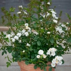 'Tumbling Waters'™ Rosa X 'Tumbling Waters'™ (Bunddækkerose) A-Kvalitet,- Barrods Roser Min. 3 Grene -Osmoz Naturens Butik p374 52019 rosa x tumbling waters bunddaekkerose df35