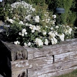 'Tumbling Waters'™ Rosa X 'Tumbling Waters'™ (Bunddækkerose) A-Kvalitet,- Barrods Roser Min. 3 Grene -Osmoz Naturens Butik p374 52020 rosa x tumbling waters bunddaekkerose aa4e