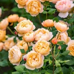 'Roald Dahl' Rosa X 'Roald Dahl' (Engelsk Rose) A-Kvalitet,- Barrods Roser Min. 3 Grene 12 'Roald Dahl' Rosa X 'Roald Dahl' (Engelsk Rose) A-Kvalitet,- Barrods Roser Min. 3 Grene -Osmoz Naturens Butik p37507 53108 rosa x roald dahl engelsk rose 25a4