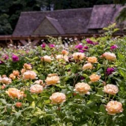 'Roald Dahl' Rosa X 'Roald Dahl' (Engelsk Rose) A-Kvalitet,- Barrods Roser Min. 3 Grene 15 'Roald Dahl' Rosa X 'Roald Dahl' (Engelsk Rose) A-Kvalitet,- Barrods Roser Min. 3 Grene -Osmoz Naturens Butik p37507 53111 rosa x roald dahl engelsk rose 9470