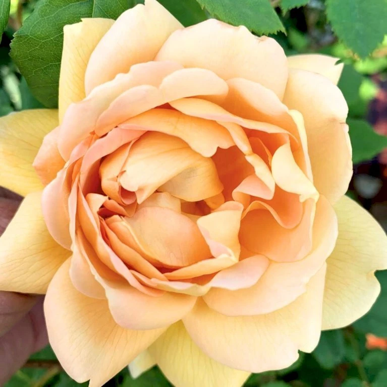 'Roald Dahl' Rosa X 'Roald Dahl' (Engelsk Rose) A-Kvalitet,- Barrods Roser Min. 3 Grene 10 'Roald Dahl' Rosa X 'Roald Dahl' (Engelsk Rose) A-Kvalitet,- Barrods Roser Min. 3 Grene - Billede 8