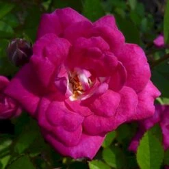 'Perla De Alcañada' Rosa X 'Perla De Alcañada' (Bunddækkerose) A-Kvalitet,- Barrods Roser Min. 3 Grene -Osmoz Naturens Butik p37509 53359 rosa x perla de alcanada bunddaekkerose 3268