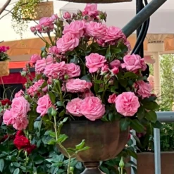 'The Most Beautiful'™ Rosa X 'The Most Beautiful'™ A-Kvalitet,- Barrods Roser Min. 3 Grene -Osmoz Naturens Butik p37510 53468 rosa x the most beautiful 9b23