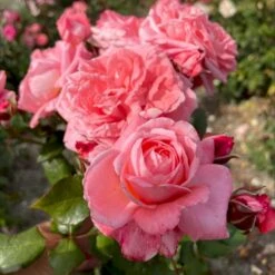 'The Most Beautiful'™ Rosa X 'The Most Beautiful'™ A-Kvalitet,- Barrods Roser Min. 3 Grene -Osmoz Naturens Butik p37510 53470 rosa x the most beautiful 837a