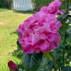 'Hella Joof'™ Rosa X 'Hella Joof'™ (Buketrose) A-Kvalitet,- Barrods Roser Min. 3 Grene -Osmoz Naturens Butik p37514 53265 rosa x hella joof buketrose 8141