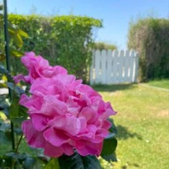 'Hella Joof'™ Rosa X 'Hella Joof'™ (Buketrose) A-Kvalitet,- Barrods Roser Min. 3 Grene -Osmoz Naturens Butik p37514 53266 rosa x hella joof buketrose 626f