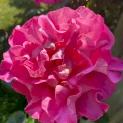 'Hella Joof'™ Rosa X 'Hella Joof'™ (Buketrose) A-Kvalitet,- Barrods Roser Min. 3 Grene -Osmoz Naturens Butik p37514 53267 rosa x hella joof buketrose ef29