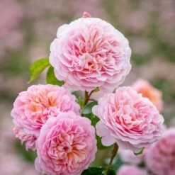 'Eustacia Vye' (syn. STS. Francis And Claire) Rosa X 'Eustacia Vye' (Engelsk Rose) A-Kvalitet,- Barrods Roser Min. 3 Grene -Osmoz Naturens Butik p37517 52983 rosa x eustacia vye engelsk rose a71f