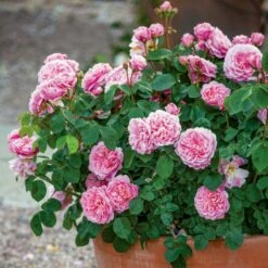 'Eustacia Vye' (syn. STS. Francis And Claire) Rosa X 'Eustacia Vye' (Engelsk Rose) A-Kvalitet,- Barrods Roser Min. 3 Grene -Osmoz Naturens Butik p37517 52984 rosa x eustacia vye engelsk rose 8bc4