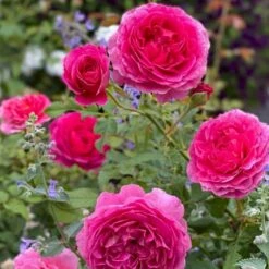 'Gabriel Oak'™ Rosa X 'Gabriel Oak'™ (Engelsk Rose) A-Kvalitet,- Barrods Roser Min. 3 Grene -Osmoz Naturens Butik p37518 52987 rosa x gabriel oak engelsk rose 3984