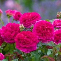 'Gabriel Oak'™ Rosa X 'Gabriel Oak'™ (Engelsk Rose) A-Kvalitet,- Barrods Roser Min. 3 Grene -Osmoz Naturens Butik p37518 52989 rosa x gabriel oak engelsk rose 9cd2