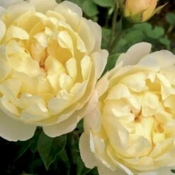 'Nye Bevan'® Rosa X 'Nye Bevan'® (Engelsk Rose) A-Kvalitet,- Barrods Roser Min. 3 Grene -Osmoz Naturens Butik p37519 53069 rosa x nye bevan engelsk rose 86a4