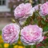 'Silas Marner'™ Rosa X 'Silas Marner'™ (Engelsk Rose) A-Kvalitet,- Barrods Roser Min. 3 Grene -Osmoz Naturens Butik p37520 53119 rosa x silas marner engelsk rose b4db
