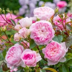 'Silas Marner'™ Rosa X 'Silas Marner'™ (Engelsk Rose) A-Kvalitet,- Barrods Roser Min. 3 Grene -Osmoz Naturens Butik p37520 53120 rosa x silas marner engelsk rose 6c7c