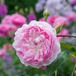 'Silas Marner'™ Rosa X 'Silas Marner'™ (Engelsk Rose) A-Kvalitet,- Barrods Roser Min. 3 Grene -Osmoz Naturens Butik p37520 53121 rosa x silas marner engelsk rose f8fb