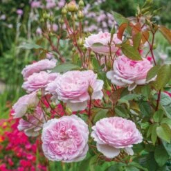 'Silas Marner'™ Rosa X 'Silas Marner'™ (Engelsk Rose) A-Kvalitet,- Barrods Roser Min. 3 Grene -Osmoz Naturens Butik p37520 53122 rosa x silas marner engelsk rose fdef