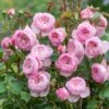 'The Mill On The Floss'™ Rosa X 'The Mill On The Floss'™ (Engelsk Rose) A-Kvalitet,- Barrods Roser Min. 3 Grene -Osmoz Naturens Butik p37521 53193 rosa x the mill on the floss engelsk rose 6066