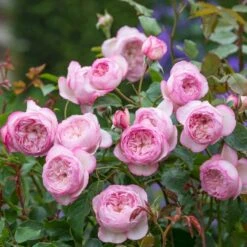 'The Mill On The Floss'™ Rosa X 'The Mill On The Floss'™ (Engelsk Rose) A-Kvalitet,- Barrods Roser Min. 3 Grene -Osmoz Naturens Butik p37521 53194 rosa x the mill on the floss engelsk rose 5864