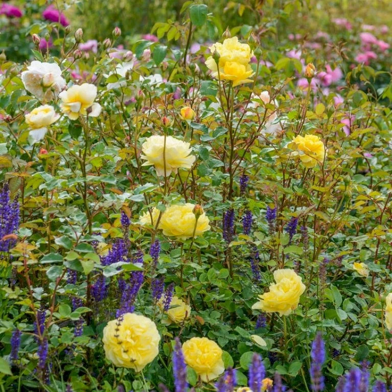 'The Poet's Wife' Rosa X 'The Poet's Wife' (Engelsk Rose) A-Kvalitet,- Barrods Roser Min. 3 Grene 9 'The Poet's Wife' Rosa X 'The Poet's Wife' (Engelsk Rose) A-Kvalitet,- Barrods Roser Min. 3 Grene - Billede 7