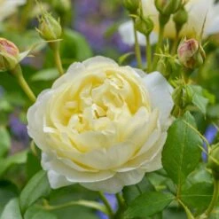 'Vanessa Bell'™ Rosa X 'Vanessa Bell'™ (Engelsk Rose) A-Kvalitet,- Barrods Roser Min. 3 Grene 16 'Vanessa Bell'™ Rosa X 'Vanessa Bell'™ (Engelsk Rose) A-Kvalitet,- Barrods Roser Min. 3 Grene -Osmoz Naturens Butik p37523 53236 rosa x vanessa bell engelsk rose fbee