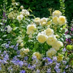 'Vanessa Bell'™ Rosa X 'Vanessa Bell'™ (Engelsk Rose) A-Kvalitet,- Barrods Roser Min. 3 Grene 17 'Vanessa Bell'™ Rosa X 'Vanessa Bell'™ (Engelsk Rose) A-Kvalitet,- Barrods Roser Min. 3 Grene -Osmoz Naturens Butik p37523 53237 rosa x vanessa bell engelsk rose cc0a