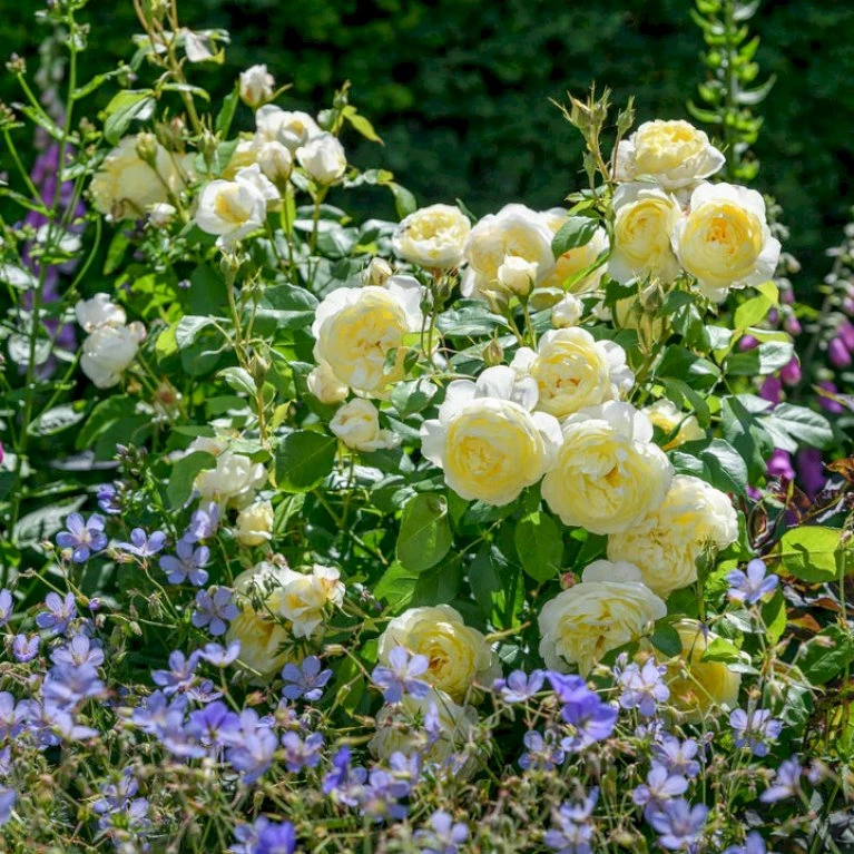 'Vanessa Bell'™ Rosa X 'Vanessa Bell'™ (Engelsk Rose) A-Kvalitet,- Barrods Roser Min. 3 Grene 8 'Vanessa Bell'™ Rosa X 'Vanessa Bell'™ (Engelsk Rose) A-Kvalitet,- Barrods Roser Min. 3 Grene - Billede 6