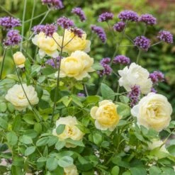 'Vanessa Bell'™ Rosa X 'Vanessa Bell'™ (Engelsk Rose) A-Kvalitet,- Barrods Roser Min. 3 Grene 19 'Vanessa Bell'™ Rosa X 'Vanessa Bell'™ (Engelsk Rose) A-Kvalitet,- Barrods Roser Min. 3 Grene -Osmoz Naturens Butik p37523 53239 rosa x vanessa bell engelsk rose c0c6