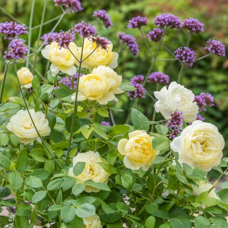 'Vanessa Bell'™ Rosa X 'Vanessa Bell'™ (Engelsk Rose) A-Kvalitet,- Barrods Roser Min. 3 Grene 10 'Vanessa Bell'™ Rosa X 'Vanessa Bell'™ (Engelsk Rose) A-Kvalitet,- Barrods Roser Min. 3 Grene - Billede 8