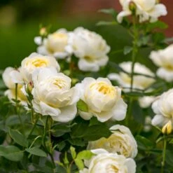 'Vanessa Bell'™ Rosa X 'Vanessa Bell'™ (Engelsk Rose) A-Kvalitet,- Barrods Roser Min. 3 Grene 20 'Vanessa Bell'™ Rosa X 'Vanessa Bell'™ (Engelsk Rose) A-Kvalitet,- Barrods Roser Min. 3 Grene -Osmoz Naturens Butik p37523 53240 rosa x vanessa bell engelsk rose 5e95