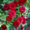 'Velvet Cover'® Rosa X 'Velvet Cover'® (Bunddækkerose) A-Kvalitet,- Barrods Roser Min. 3 Grene -Osmoz Naturens Butik p375 52021 rosa x velvet cover bunddaekkerose 3e11