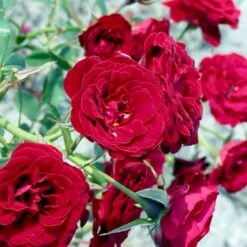 'Velvet Cover'® Rosa X 'Velvet Cover'® (Bunddækkerose) A-Kvalitet,- Barrods Roser Min. 3 Grene -Osmoz Naturens Butik p375 52022 rosa x velvet cover bunddaekkerose 561d