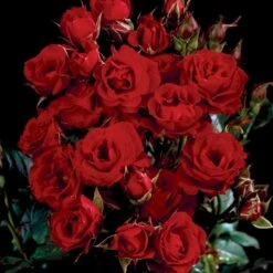 'Velvet Cover'® Rosa X 'Velvet Cover'® (Bunddækkerose) A-Kvalitet,- Barrods Roser Min. 3 Grene -Osmoz Naturens Butik p375 52023 rosa x velvet cover bunddaekkerose c3b1