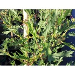 Rød-el 'Pyramidalis' Alnus Glutinosa 'Pyramidalis' 275-300 Cm Med Potte, 10L